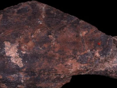 Neanderthal Punya Tradisi Memotong Daging yang Berbeda di Gua Terdekat