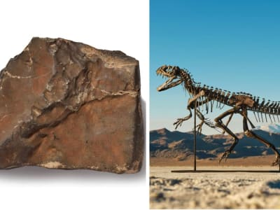 Fosil Dinosaurus Langka Terjual Rp 501.57 miliar ($30,5 Juta)  di Sotheby’s Geek Week 2025