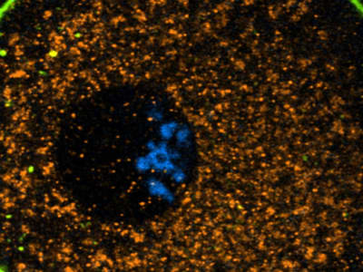 Bagaimana Telur Manusia Bertahan Lama dengan Memperlambat Metabolisme Internal