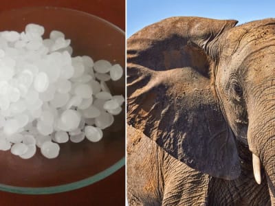 Material Semen Pintar yang Meniru Cara Tubuh Hewan Mengatur Suhu Bangunan