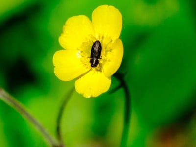 Sensor Inframerah Baru 20.000 Kali Lebih Cepat Terinspirasi dari Kumbang Api