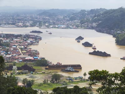 Pesut Mahakam Terancam Punah Karena Aktivitas Manusia di Sungai Mahakam