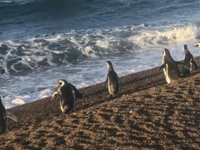 Strategi Navigasi Cerdik Penguin Magellan Memanfaatkan Arus Laut untuk Hemat Energi