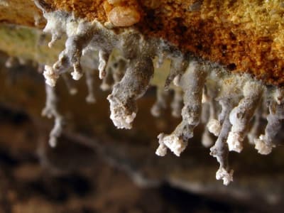 Mikroba Hidup Tanpa Matahari: Energi Terjadi dari Patahan Batu Bumi