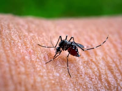 Wabah Demam Chikungunya di Foshan Picu Kewaspadaan Tinggi di Hong Kong