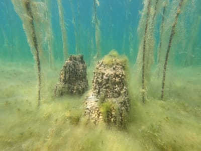Penemuan Pemukiman Tertua 8.000 Tahun di Danau Ohrid Albania
