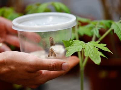 Tanaman dan Ngengat Berkomunikasi Lewat Suara Ultrasonik untuk Bertahan Hidup