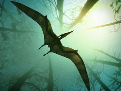 Penemuan Pertama Bukti Pterosaurus Purba Memakan Tanaman di Cina