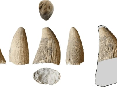 Penemuan Gigi Paus Sperma di Iberia Ungkap Ritual dan Pemanfaatan Laut Zaman Tembaga