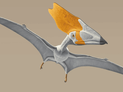 Fosil Pterosaurus Temukan Bukti Langsung Diet Tumbuhan Pertama Kali