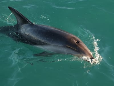 Penemuan Baru tentang Rahasia Gerakan Cincin Pusaran Lumba-Lumba di Air dan Udara