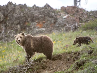 Perjalanan Panjang dan Perdebatan Tentang Masa Depan Beruang Grizzly Yellowstone