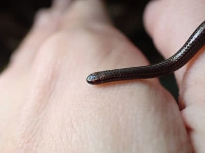 Penemuan Kembali Ular Terkecil Dunia di Barbados Beri Harapan Baru Konservasi