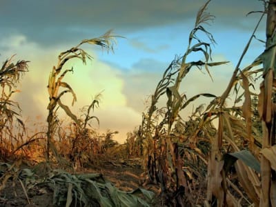 Dampak Serius Musim Dingin Nuklir pada Produksi Jagung Global dan Solusinya