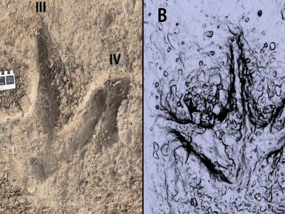 Jejak Kaki Dinosaurus Ungkap Herding Multispesies di Kanada
