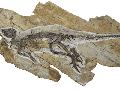 Penemuan Dinosaurus 163 Juta Tahun yang Bisa Berkicau Seperti Burung