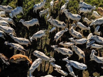 Peneliti Ungkap Risiko Gen Resistensi Antibiotik dari Kotoran Ternak Dunia