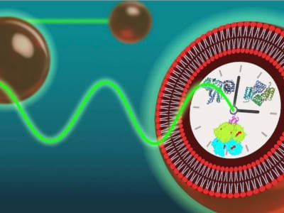 Peneliti Ciptakan Sel Sintetis dengan Ritme Jam Biologis 24 Jam Stabil