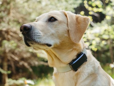 Tractive Akuisisi Whistle, Perangkat Lama Akan Tidak Berfungsi Tahun 2025