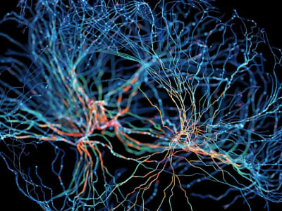 Penemuan Organioid Otak Utuh yang Membantu Studi Penyakit Neuropsikiatri