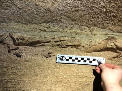 Penemuan Hiu Kuno di Mammoth Cave Ungkap Laut Purba 300 Juta Tahun Lalu