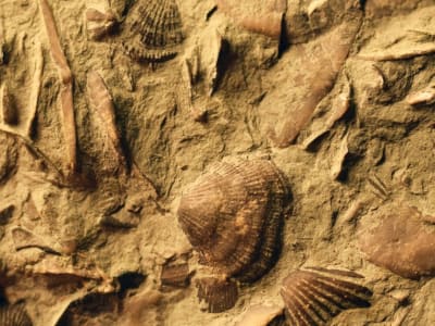 Bulu Halus pada Fosil Kuno Membantu Hewan Laut Berjarak dan Makan Lebih Baik