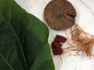 Bukti Langsung Kunyah Buah Pinang 4.000 Tahun Lalu di Thailand