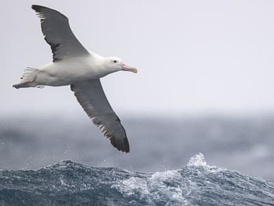 Mengembangkan Drone Hemat Energi dengan Terbang ala Burung Albatros