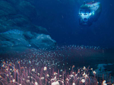 Ekspedisi Laut Dalam Temukan Koloni Makhluk Hidup Terdalam Tanpa Cahaya Matahari