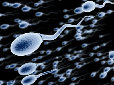 Ukuran Kepala Sperma Menentukan Keberhasilan Aktivasi Telur pada Ikan Medaka