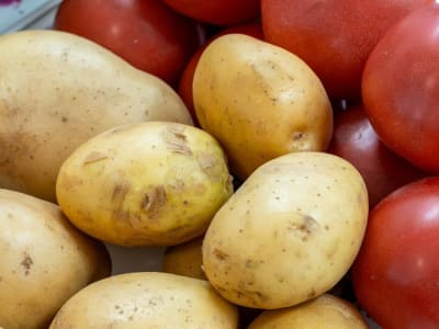 Misteri Asal Usul Kentang Terpecahkan Melalui Studi Hibridisasi Genetik Kuno