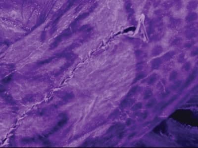 Teknologi Baru Ungkap Seni Tato Terampil dalam Mumi Es Siberia Berusia 2300 Tahun