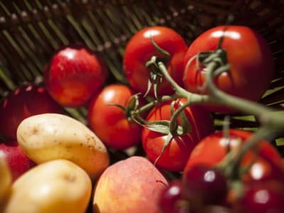 Penelitian Ungkap Asal Usul Umur Kentang dari Hibridisasi Kuno dengan Nenek Moyang Tomat