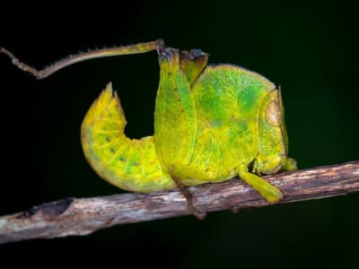 Bentuk Aneh Treehopper Ternyata Bisa Deteksi Listrik Statis, Ini Penjelasannya