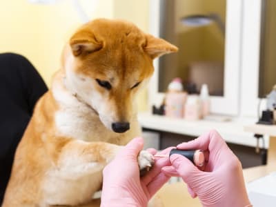 Kenali Dogecoin: Cryptocurrency Inflasi Tetap yang Cocok untuk Pembayaran