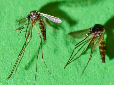 Foshan Terapkan Registrasi Obat untuk Cegah Penyebaran Demam Chikungunya