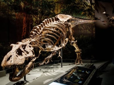 Mengungkap Rahasia Iklim Purba Lewat Gigi Fosil Dinosaurus