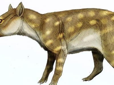 Adaptasi Makanan Dissacus 56 Juta Tahun Lalu Jadi Pelajaran Perubahan Iklim