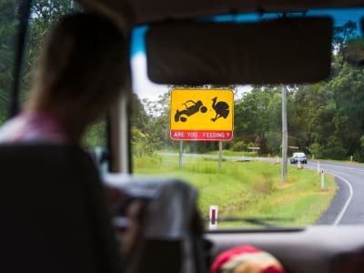 Teknologi AI LAARMA Cegah Tabrakan Kendaraan dengan Hewan Langka di Australia