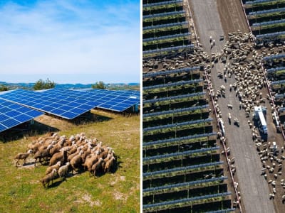 Menggabungkan Peternakan dan Energi Surya: Masa Depan Agrivoltaics di Australia