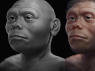 Sulawesi Jadi Asal Manusia Purba 'Hobbit' Homo floresiensis, Studi Terbaru Ungkap