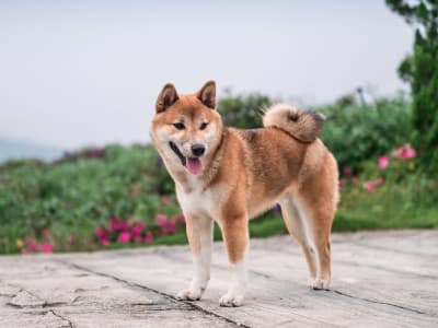 Apakah Sekarang Waktu Tepat untuk Membeli Shiba Inu Setelah Nilai Turun?