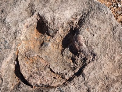 Banjir Besar di Texas Ungkap Jejak Dinosaurus Langka Berusia 110 Juta Tahun