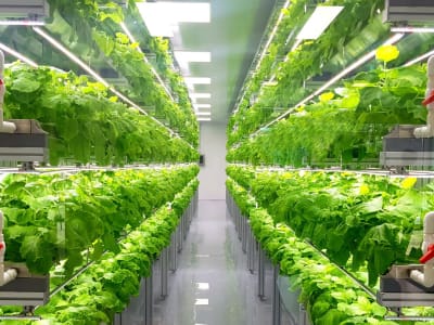 AeroFarms Dapatkan Pendanaan Baru untuk Bangun Pertanian Vertikal Kedua