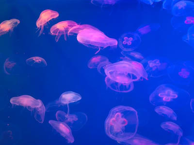 Ledakan Ubur-Ubur Memaksa Penutupan Pembangkit Nuklir Besar di Prancis