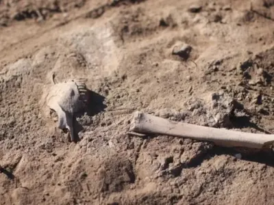 Penemuan Baru Ungkap Peran Domba dalam Penyebaran Wabah Kuno 4000 Tahun Lalu