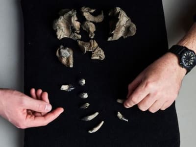 Fosil Paus Unik Ditemukan di Victoria: Predator Laut Purba Terungkap