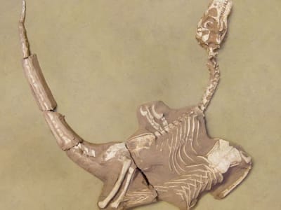 Shri rapax: Raptor Baru Dengan Tangan Kuat Ditemukan di Gurun Gobi