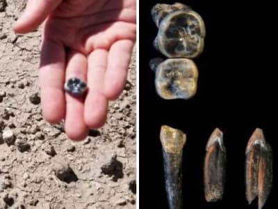 Penemuan Fosil Baru Ungkap Evolusi Manusia Lebih Kompleks dan Beragam