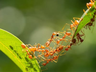 Semut Weaver: Rahasia Kerja Tim Super Efisien yang Bisa Ditiru Robot
